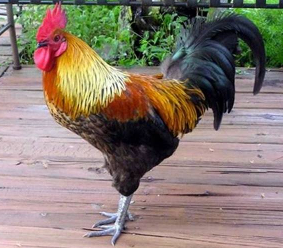 Who wouldn’t love this absolutely beautiful rooster (FUNNY)