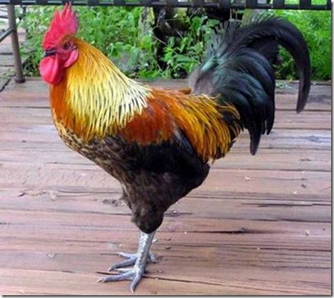 Rooster