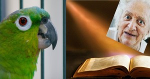 Grandma parrot bible