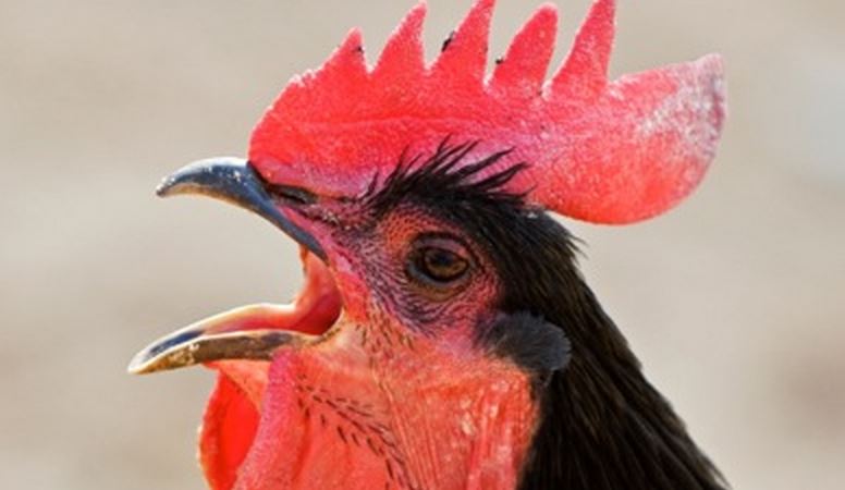 This rooster is just like a politician